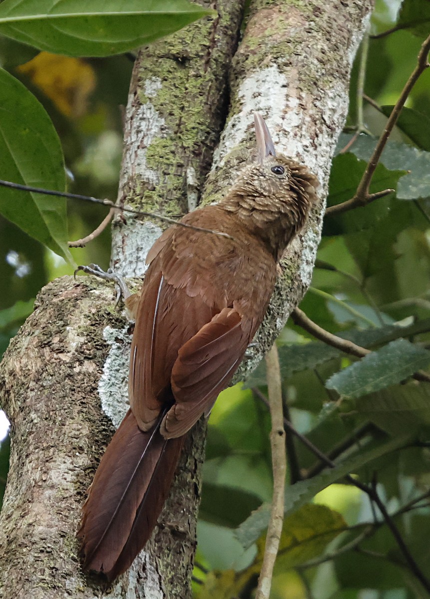 Дереволаз підкоришниковий - ML645959518