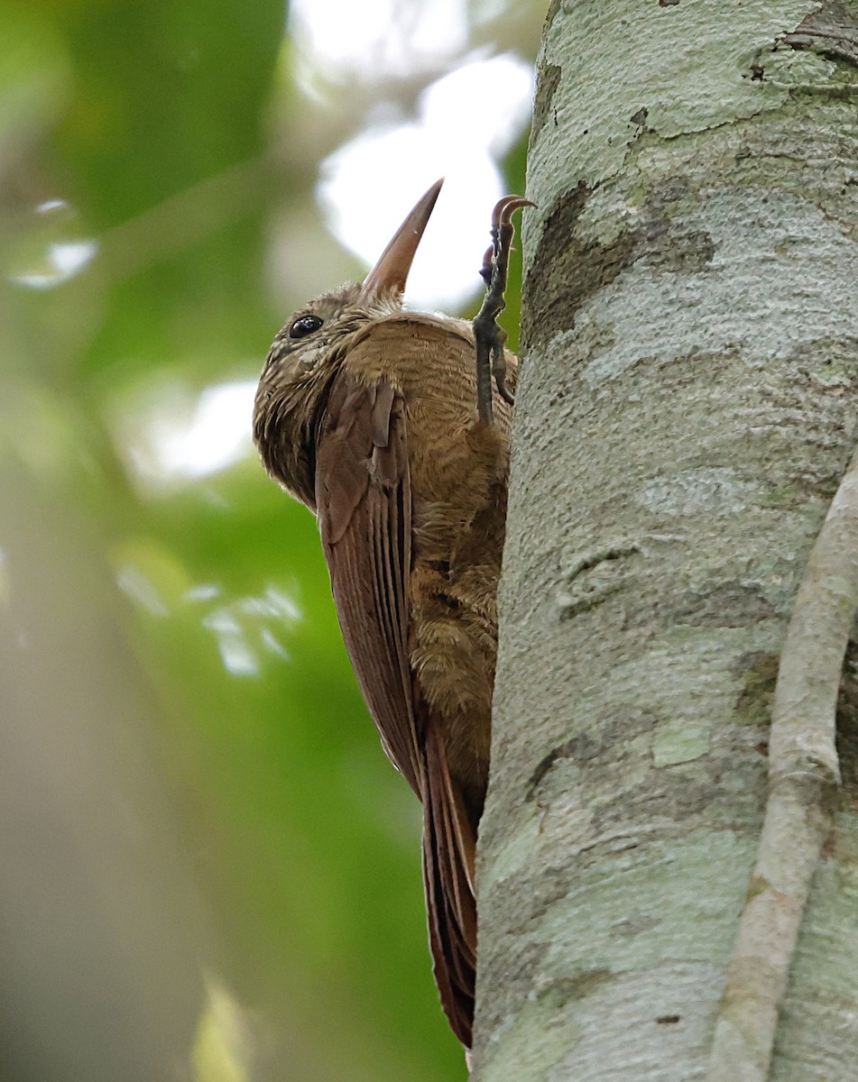 Дереволаз підкоришниковий - ML645959519