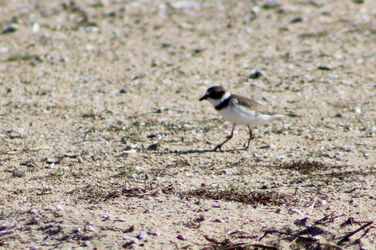 Пісочник канадський - ML645959520