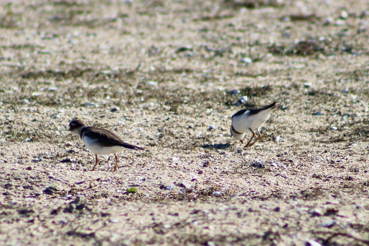 Пісочник канадський - ML645959521