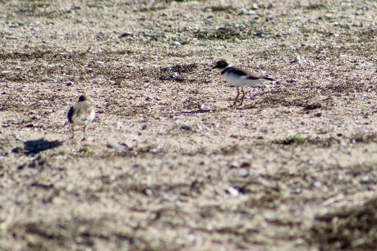 Пісочник канадський - ML645959522