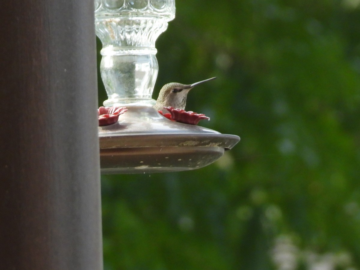 Каліпта рубіновоголова - ML645959524