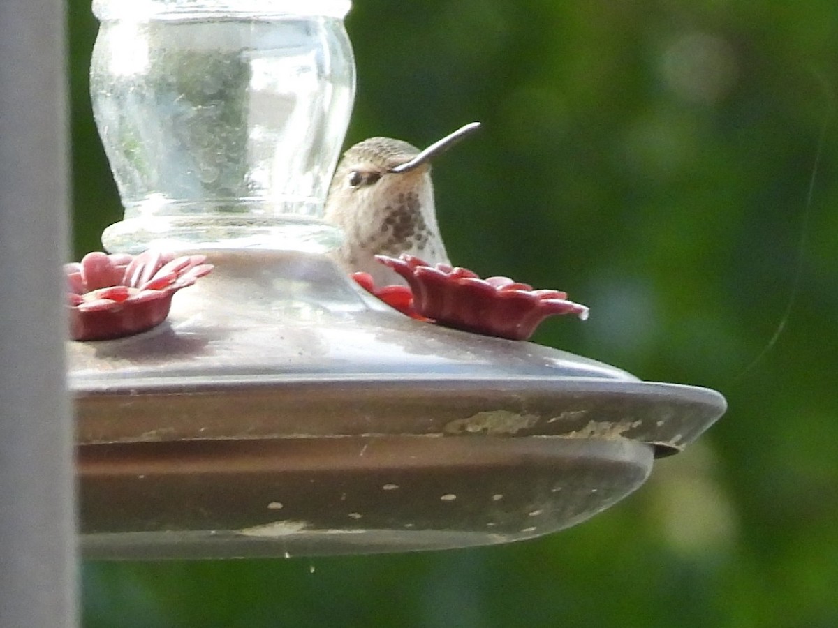 Каліпта рубіновоголова - ML645959525