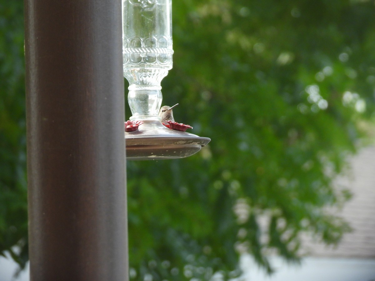 Каліпта рубіновоголова - ML645959526