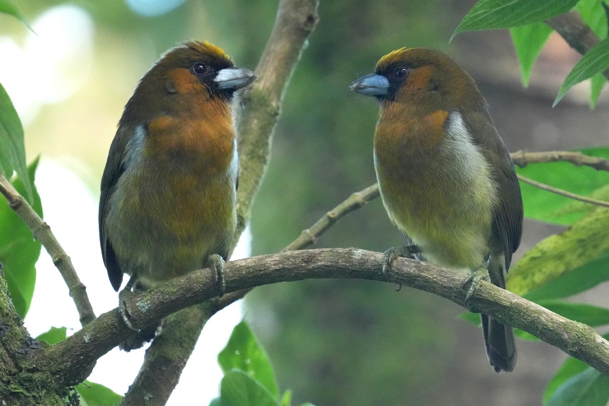 Кабезон оливковий - ML645959527