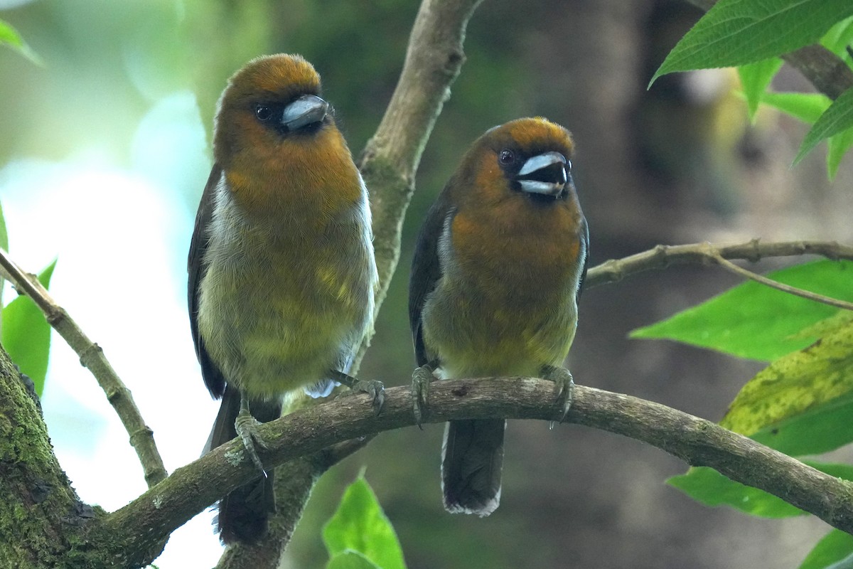 Кабезон оливковий - ML645959528