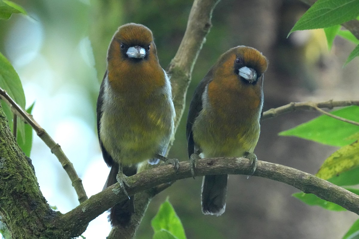 Кабезон оливковий - ML645959529