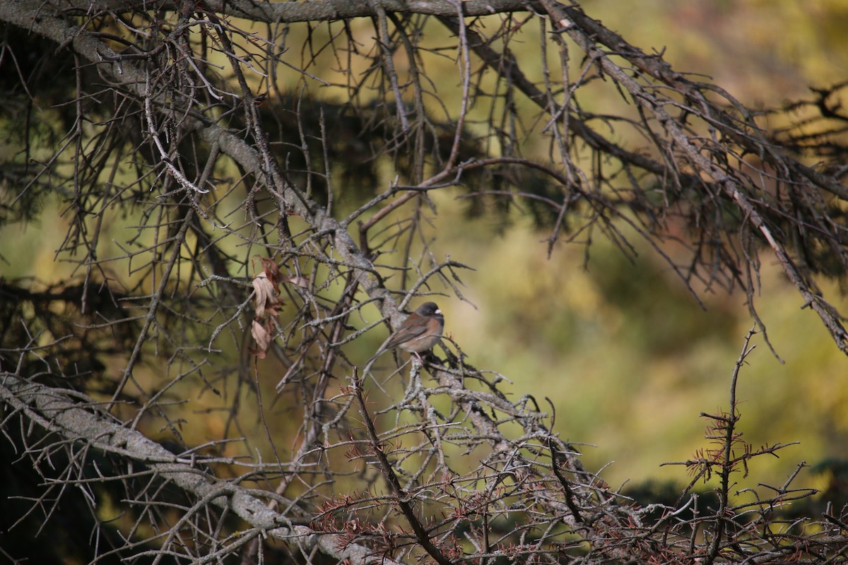 Юнко сірий - ML645959530
