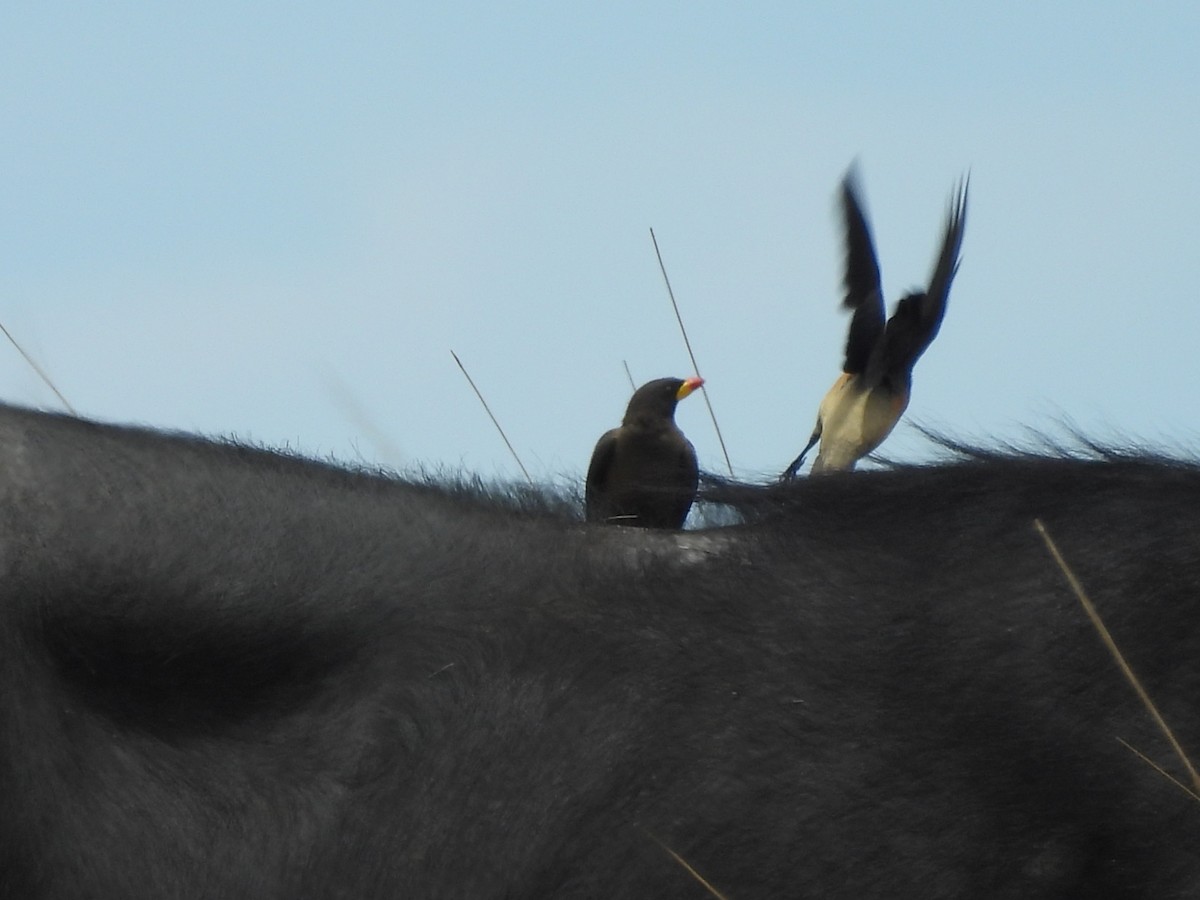 Ґедзеїд жовтодзьобий - ML645959532