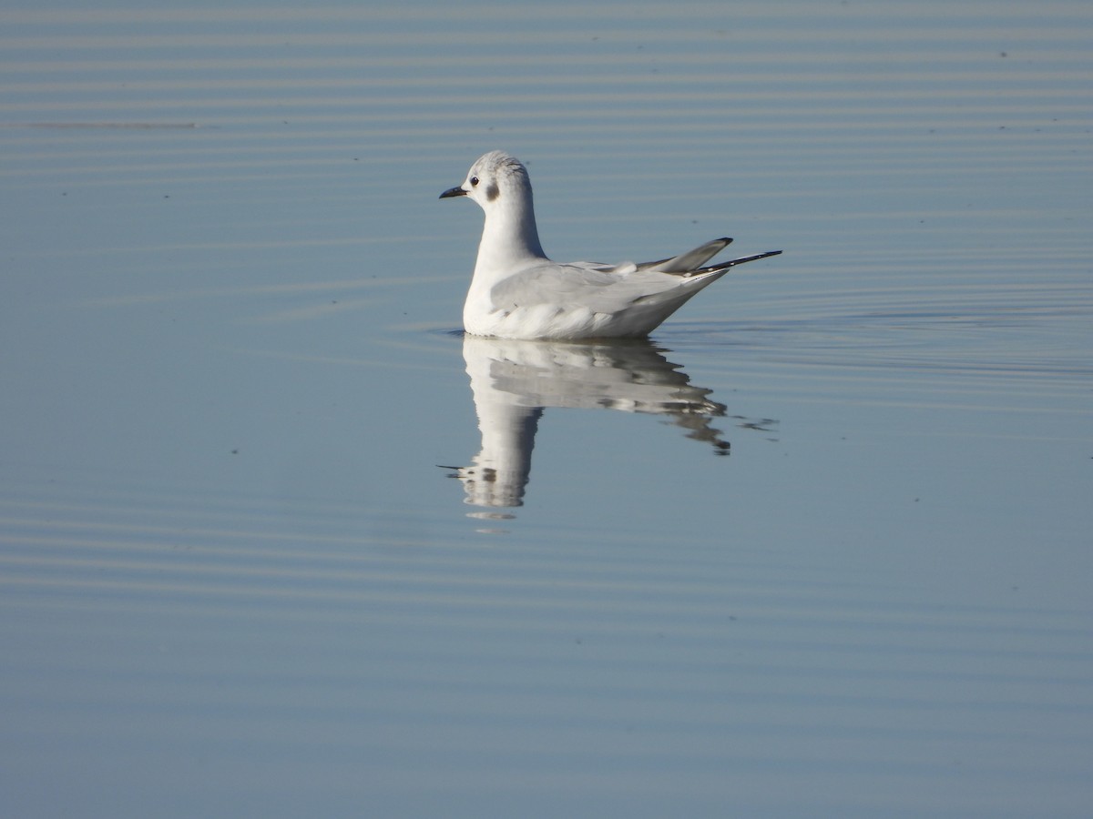 Bonaparte's Gull - ML645959540