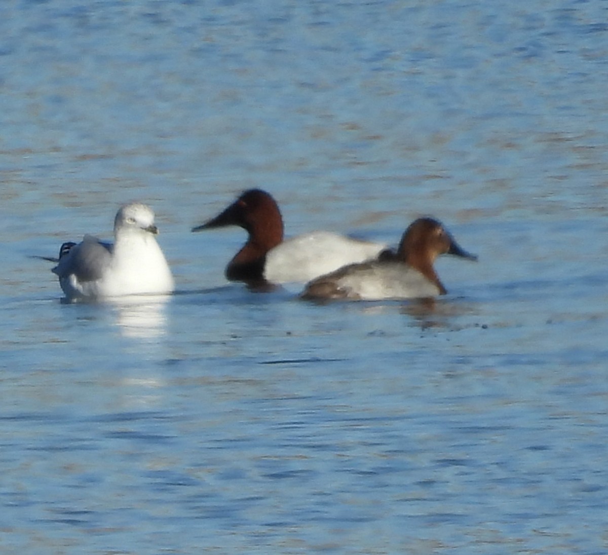 Murgilari bizkarzuria - ML645959542