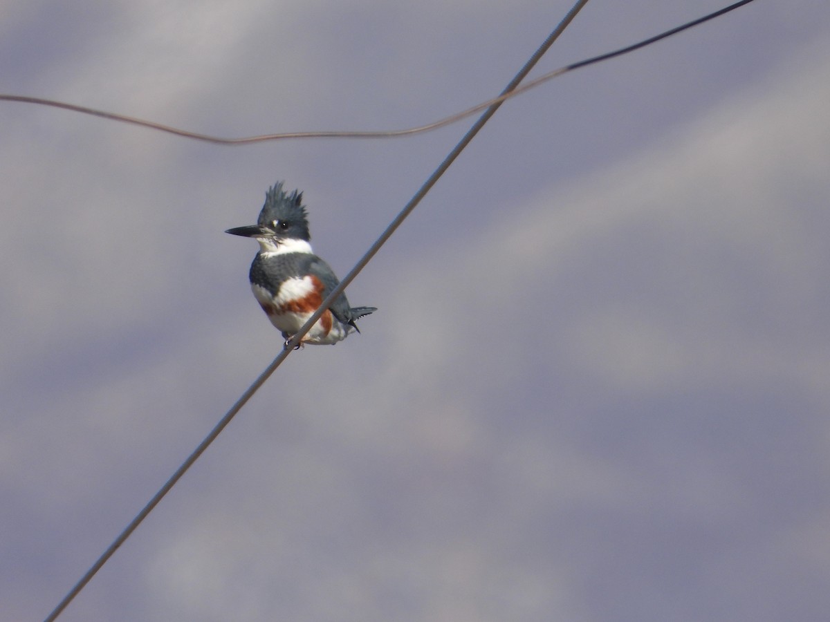 Belted Kingfisher - ML645959547