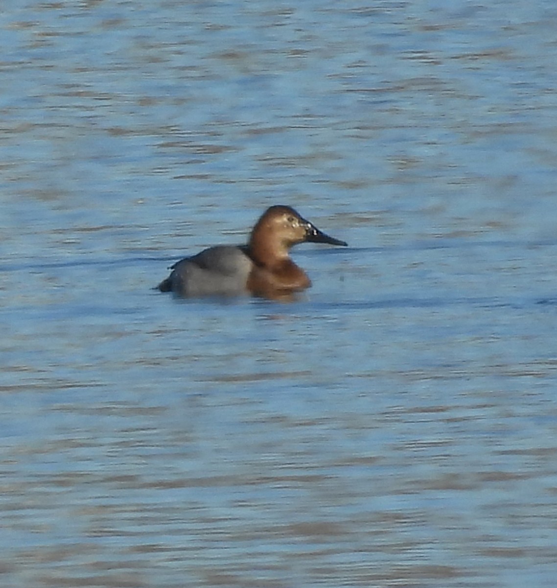 Murgilari bizkarzuria - ML645959551