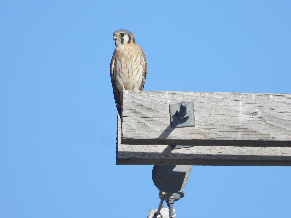 American Kestrel - ML645959553