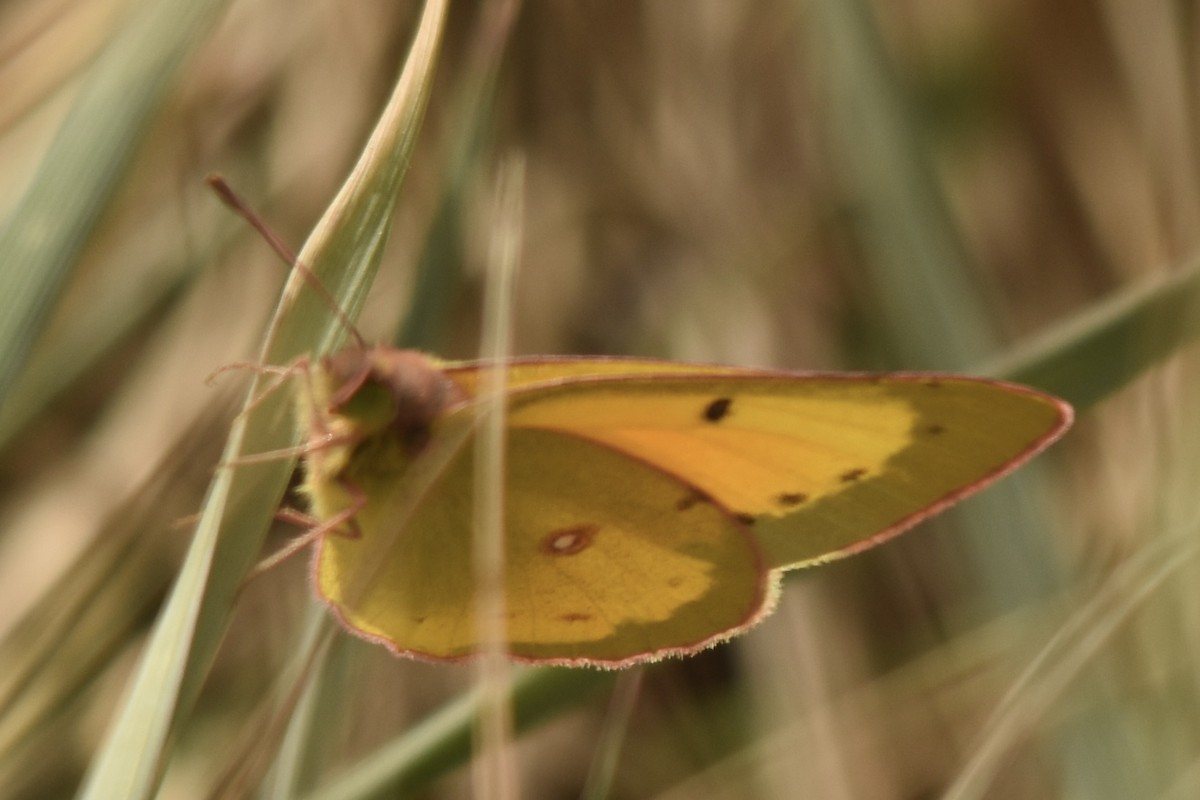 Orange Sulphur - ML645959561