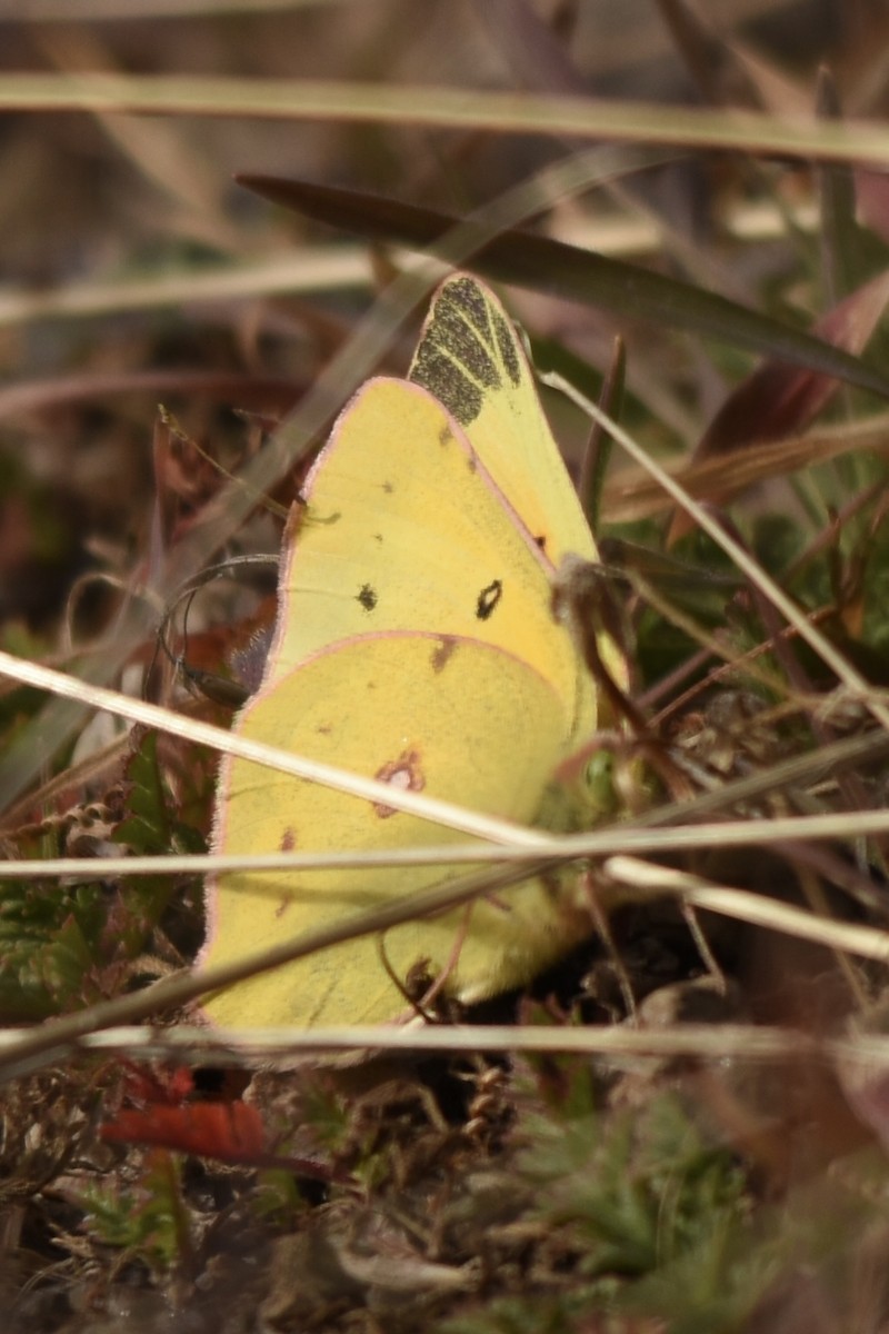 Orange Sulphur - ML645959562