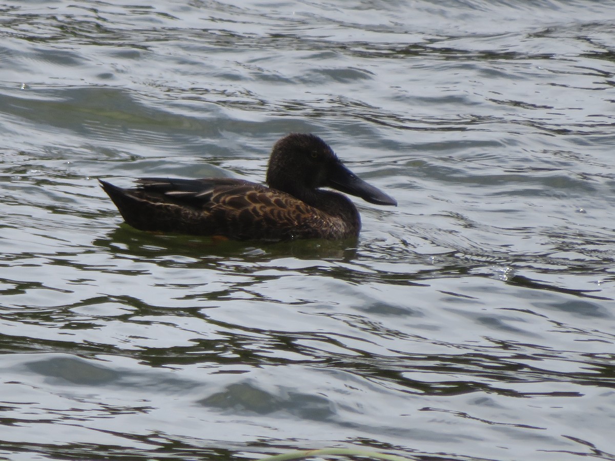 ミカヅキハシビロガモ - ML645959570