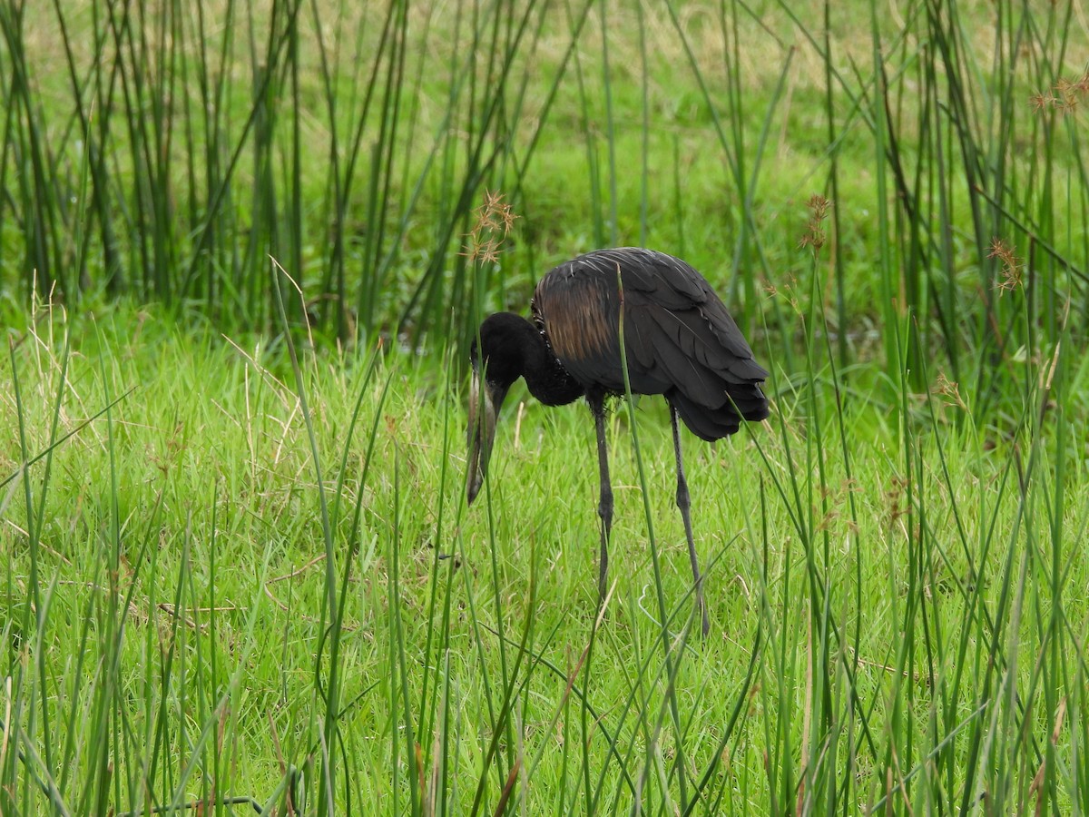 African Openbill - ML645959572