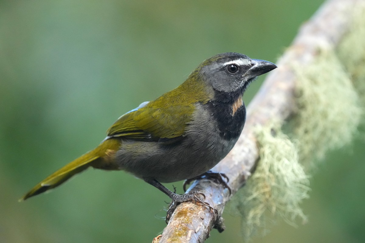 Buff-throated Saltator - ML645959575