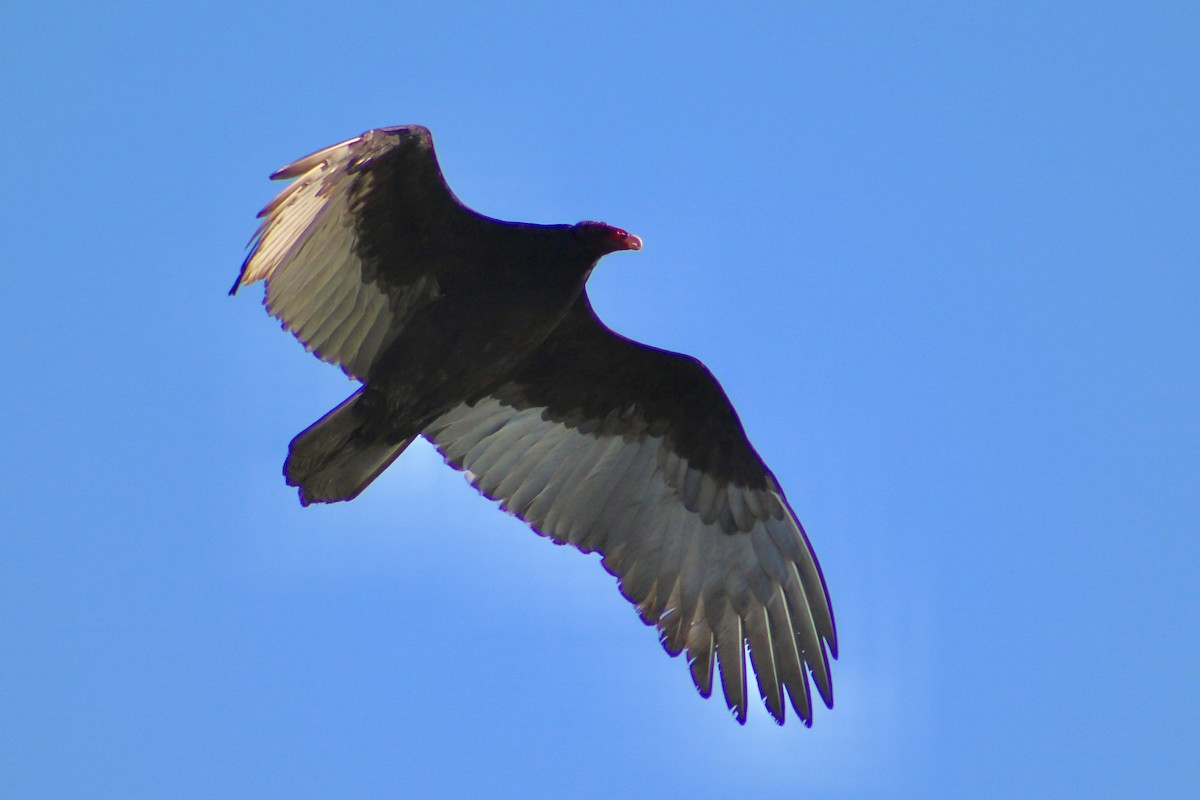 Aura Gallipavo - ML645959582