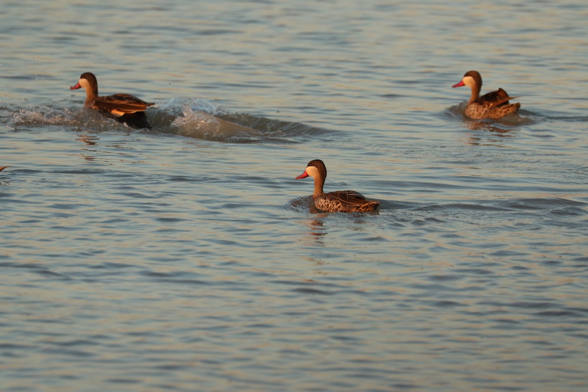 שרשיר אדום-מקור - ML645959583