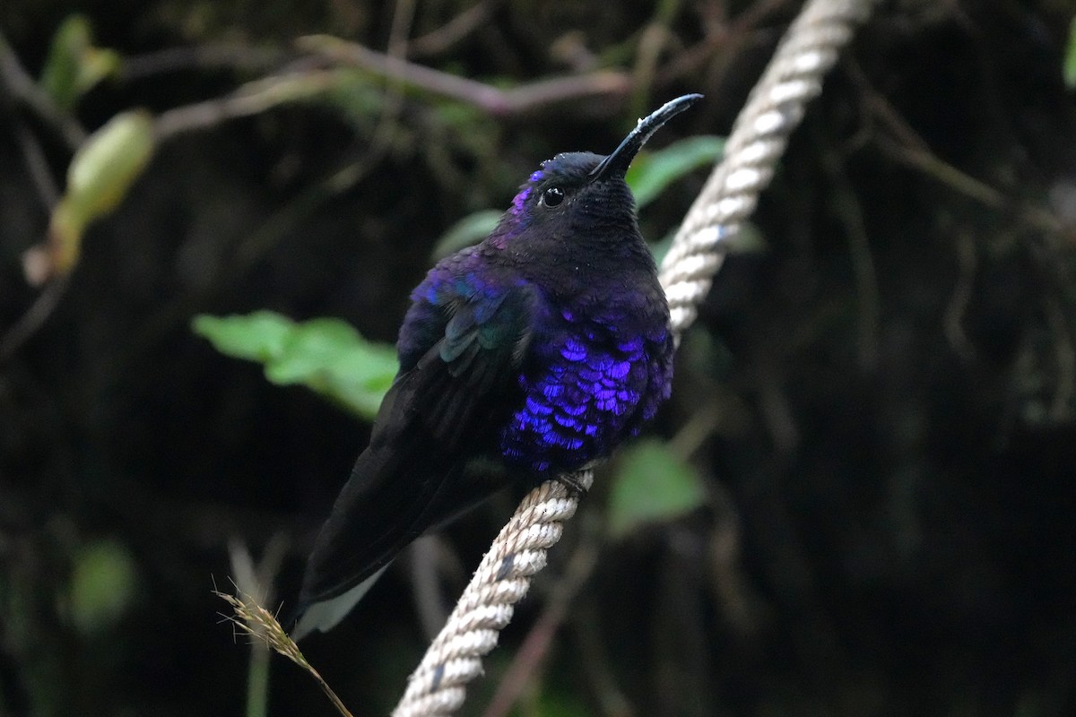 Violet Sabrewing - ML645959584