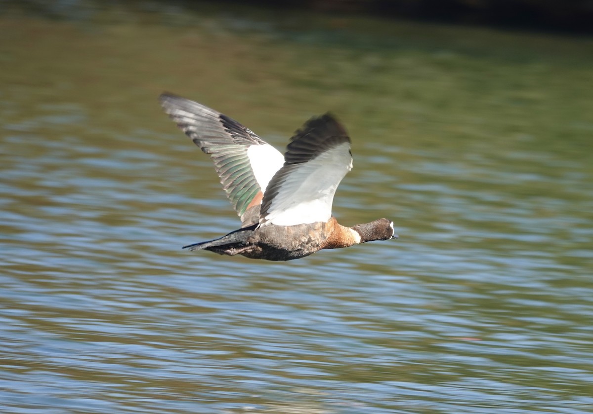 Australian Shelduck - ML645959599