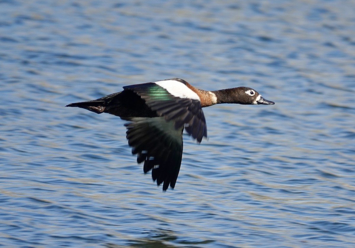 Australian Shelduck - ML645959600