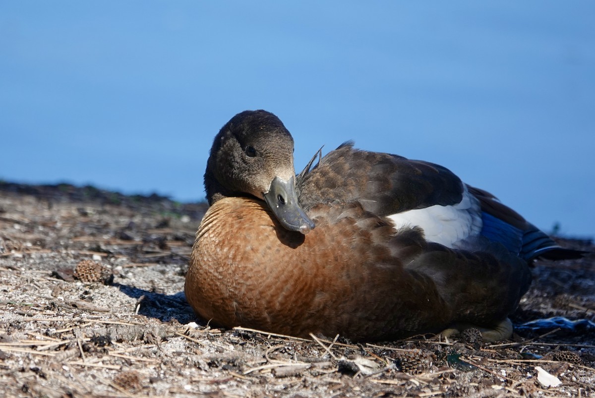 Australian Shelduck - ML645959601