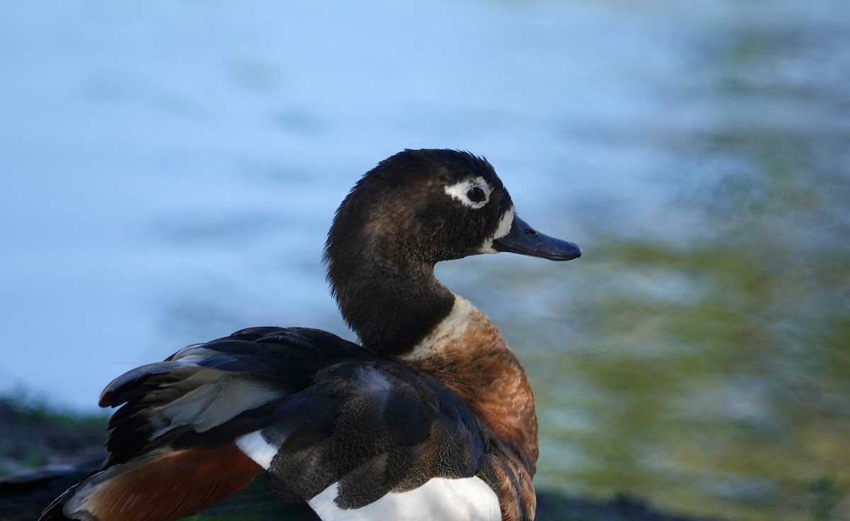 Australian Shelduck - ML645959602