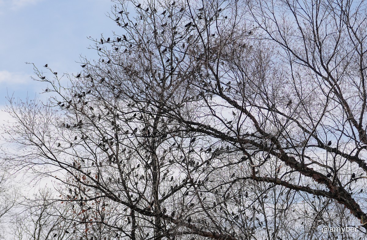 Common Grackle - ML645959603