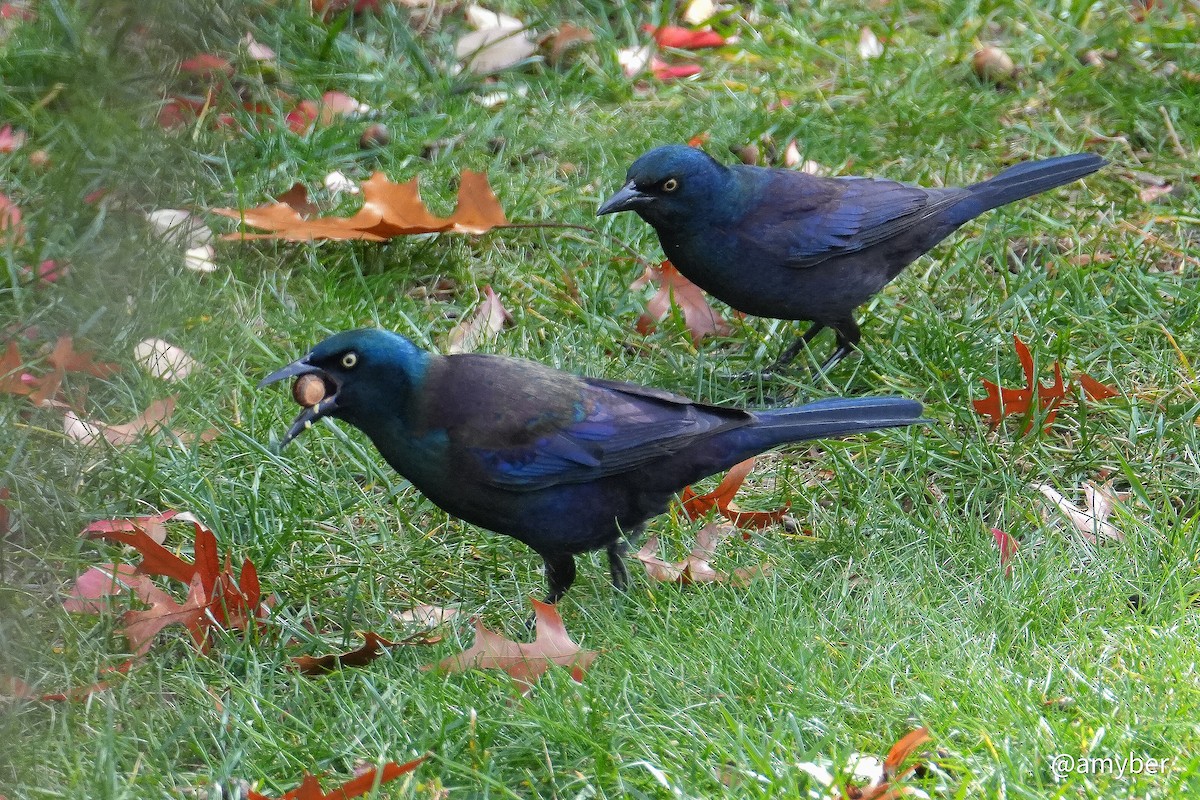 Common Grackle - ML645959605