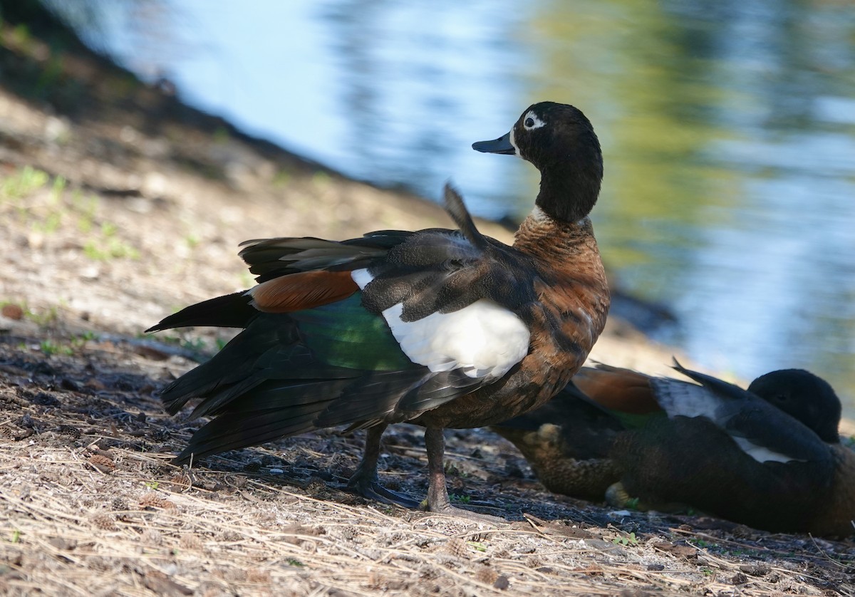 Australian Shelduck - ML645959606