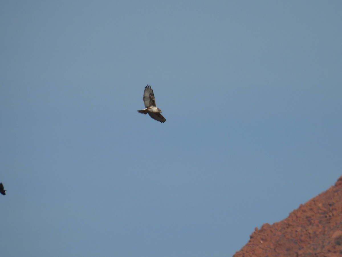 Ferruginous Hawk - ML645959608