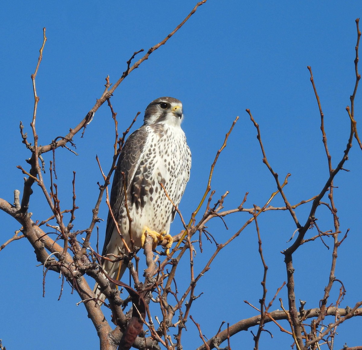 Prairie Falcon - ML645959614