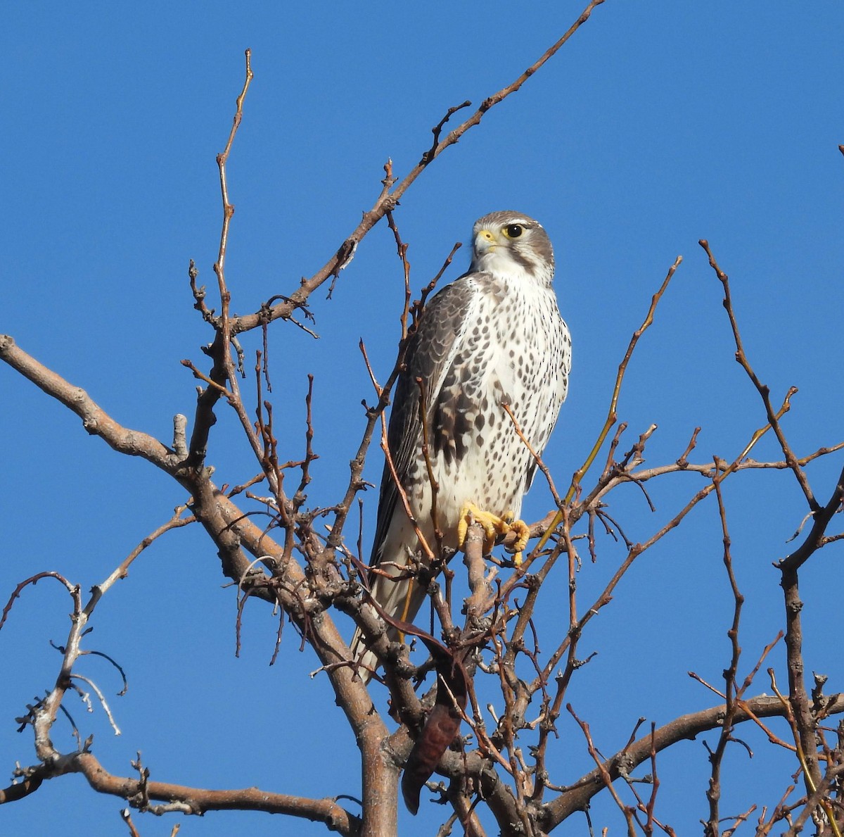Prairie Falcon - ML645959615