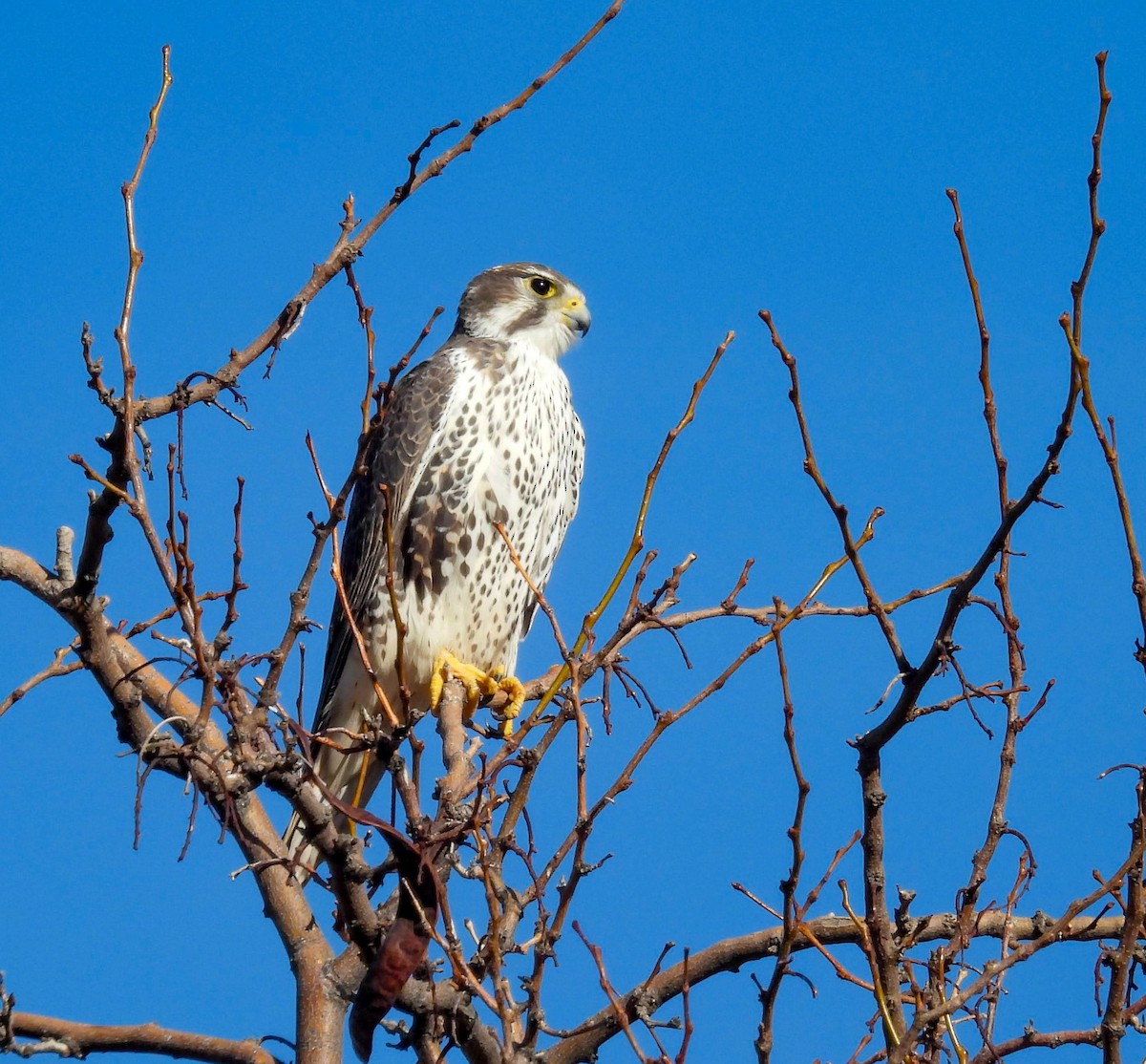 Prairie Falcon - ML645959616