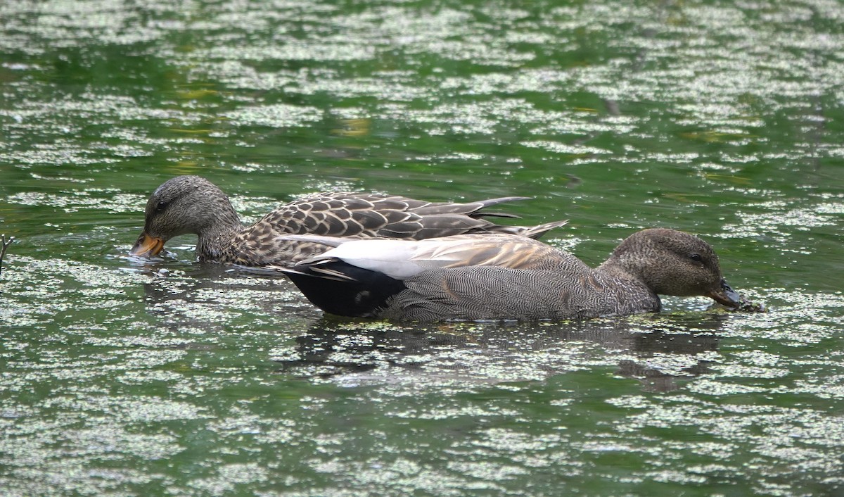 kopřivka obecná - ML645959629