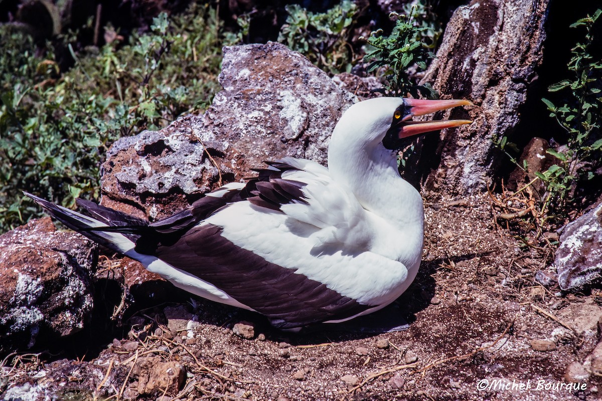 Nazca Booby - ML645959631