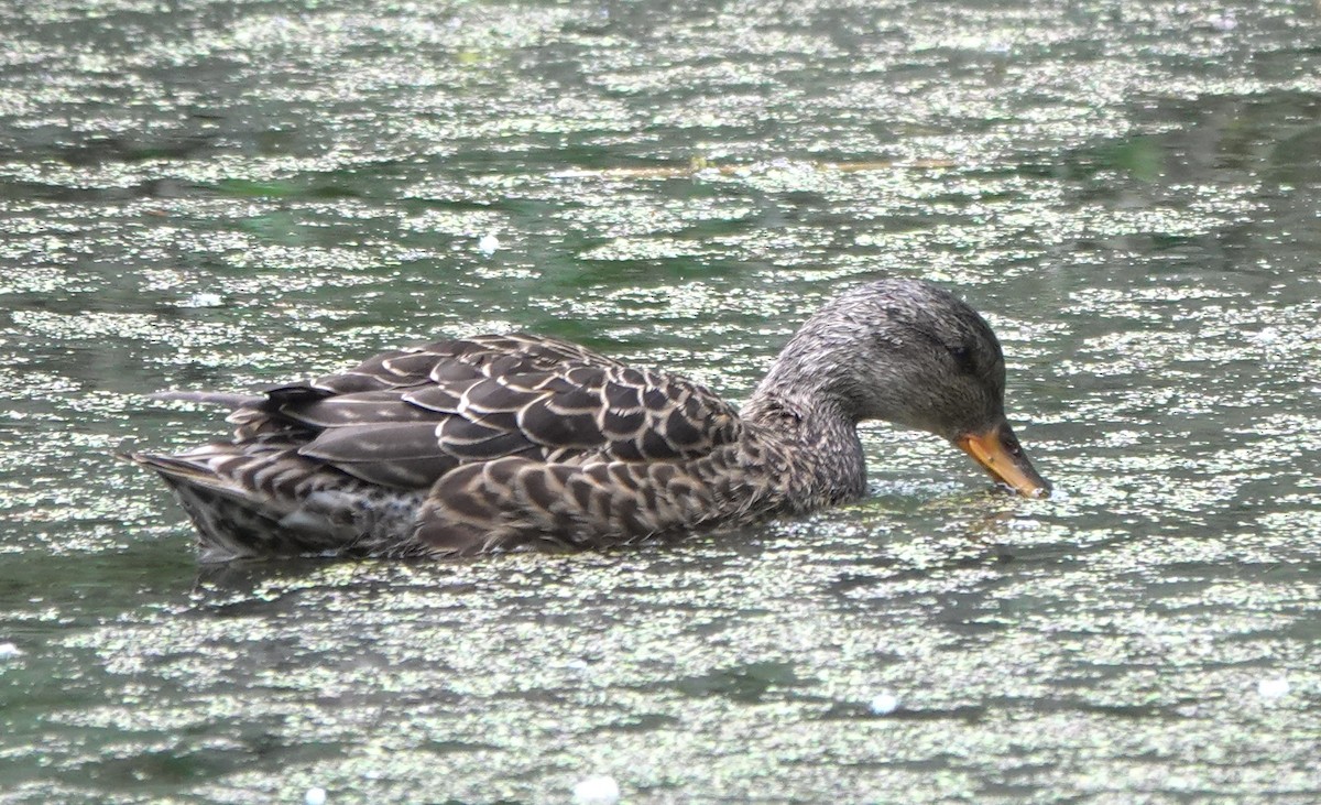 kopřivka obecná - ML645959633
