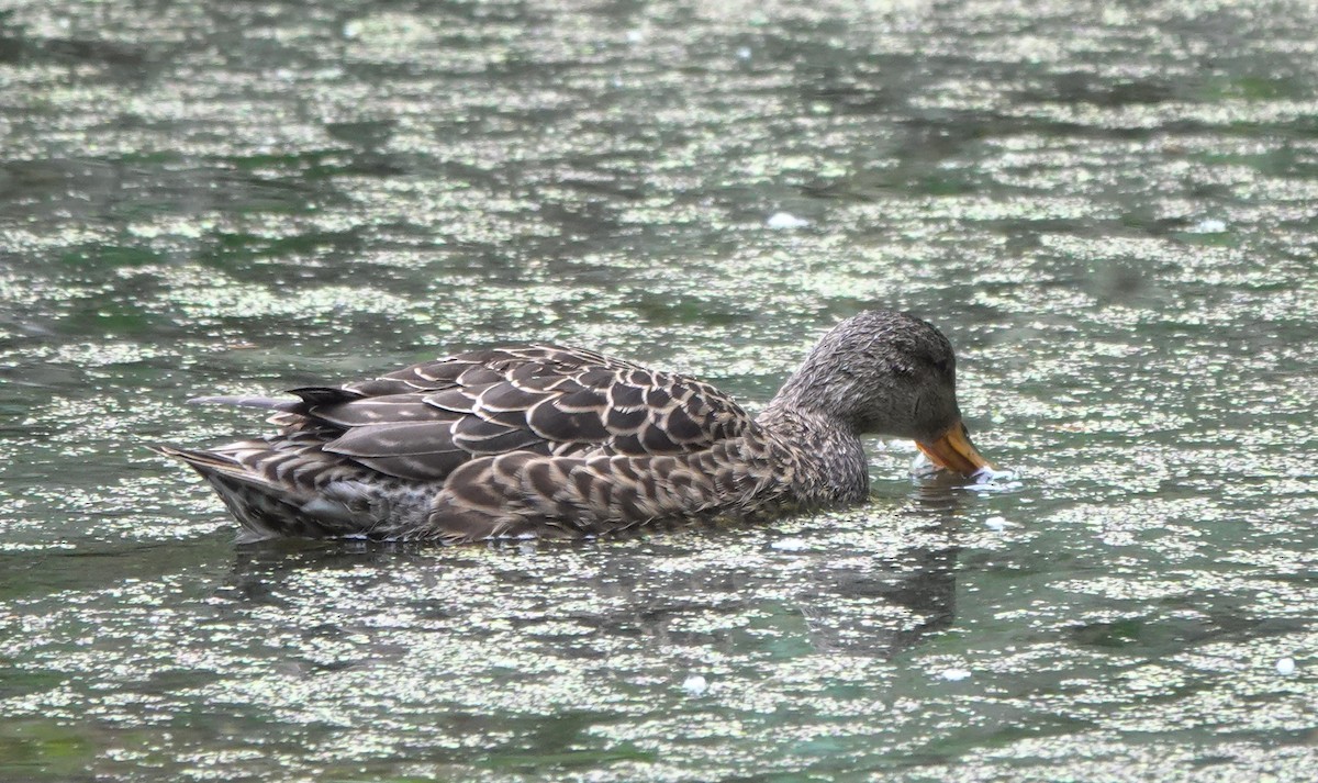 kopřivka obecná - ML645959634