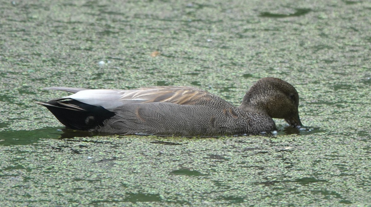 kopřivka obecná - ML645959635