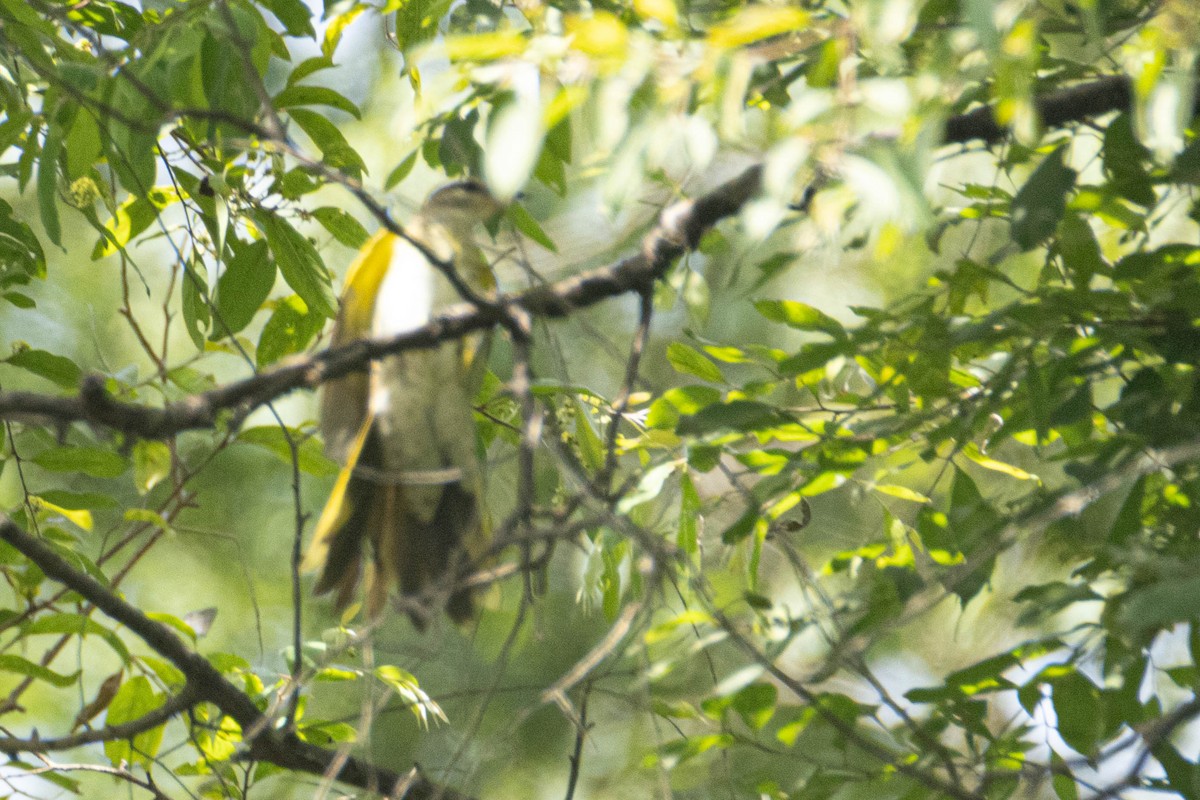 Al Omuzlu Tırtılyiyen - ML645959641