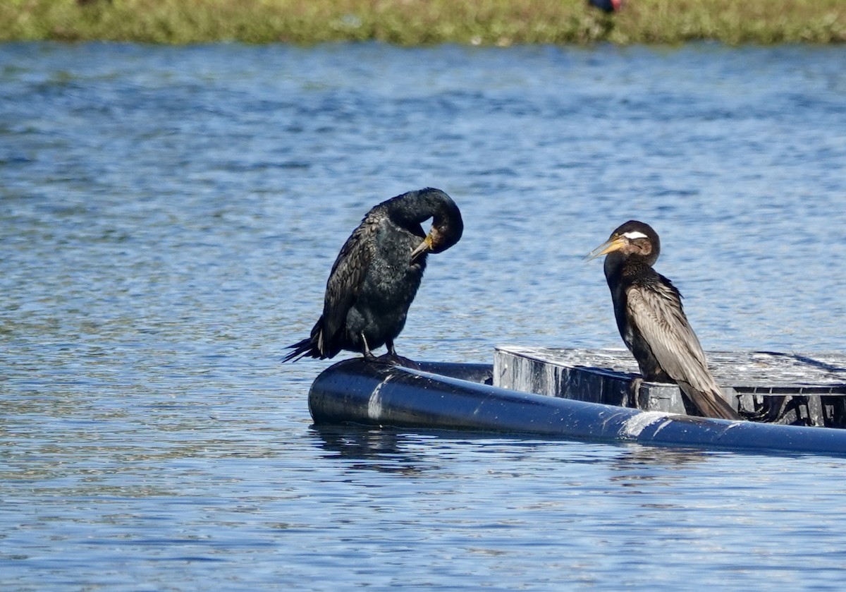 kormorán velký - ML645959647