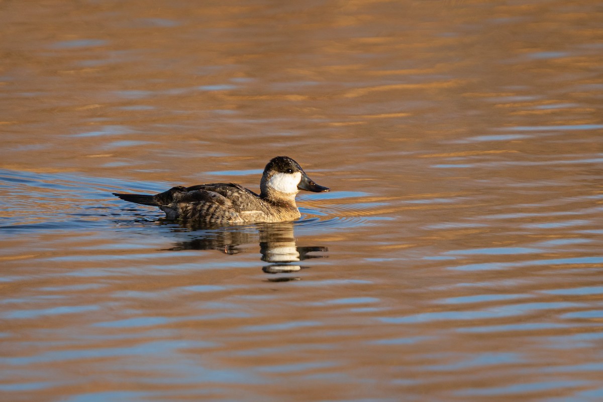 Schwarzkopf-Ruderente - ML645959653