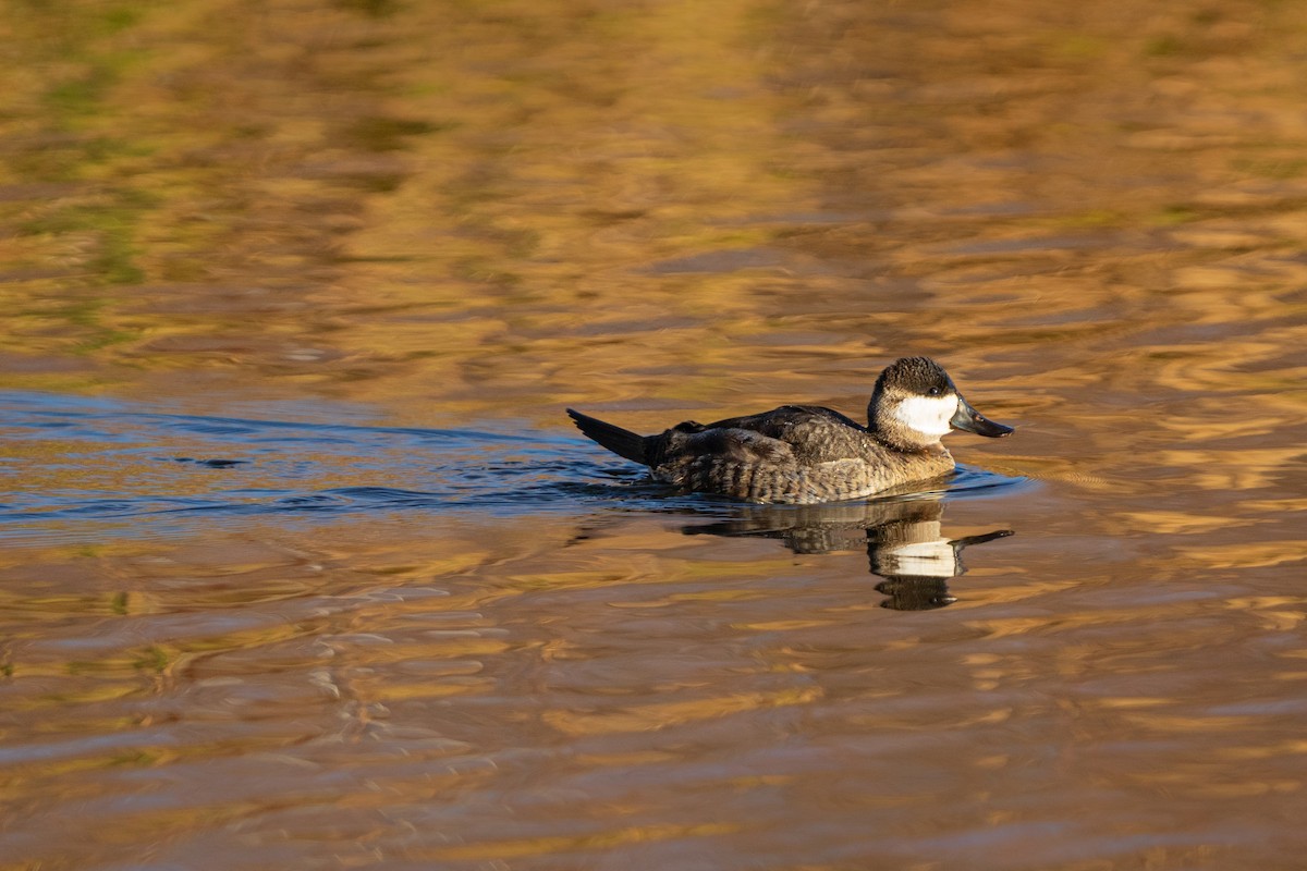 Schwarzkopf-Ruderente - ML645959657