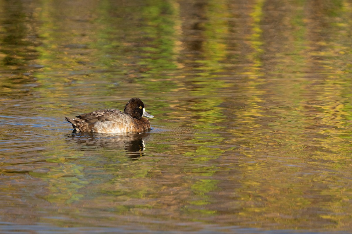 skjeand - ML645959662