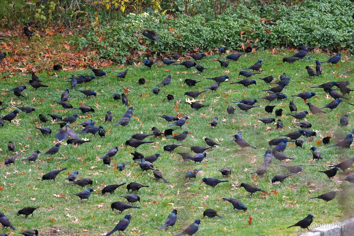 Common Grackle - ML645959666