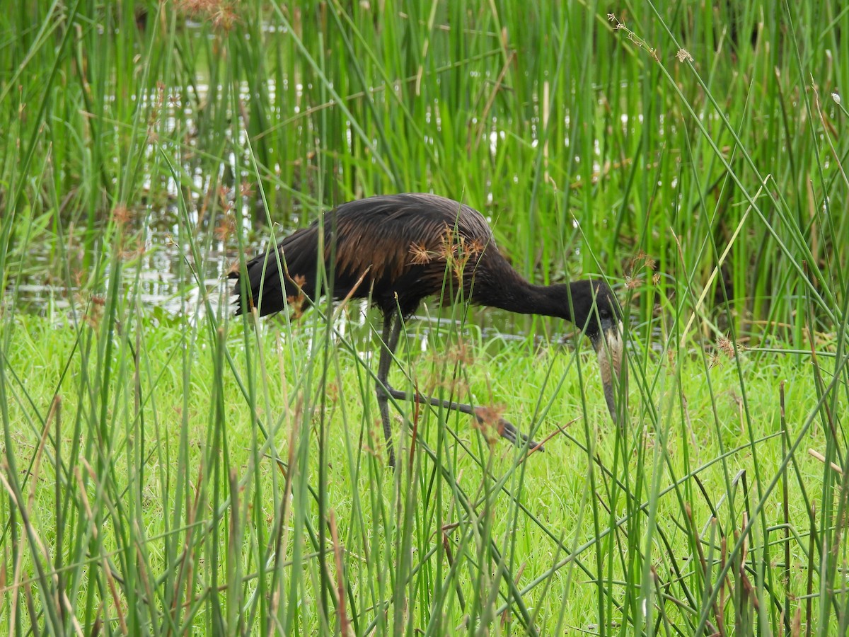 African Openbill - ML645959669