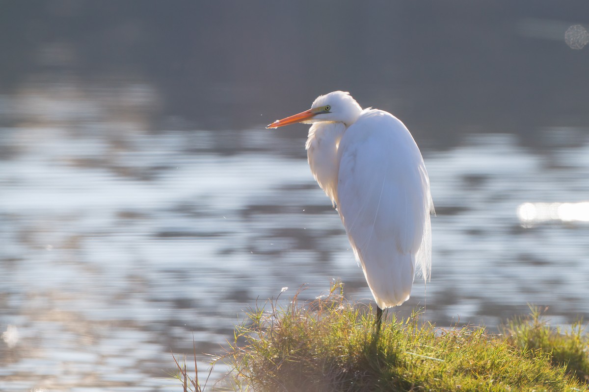 egretthegre - ML645959682